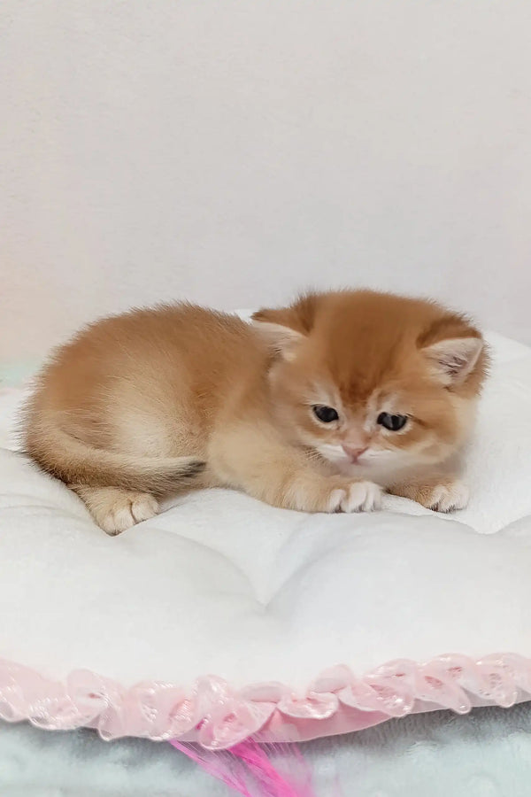 Golden kitten named Lukas resting cozy on a cushion, British Shorthair cuteness