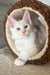 Lukas | maine coon kitten