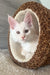 Lukas | maine coon kitten