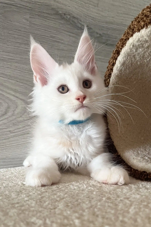 Lukas | maine coon kitten