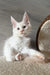 Lukas | maine coon kitten