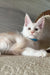 Lukas | maine coon kitten