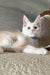 Lukas | maine coon kitten