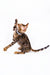 Bengal kitten Luke playfully raising one paw, showcasing his adorable personality