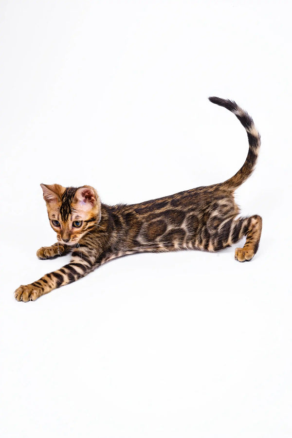 Bengal kitten Luke stretching with front paws out and tail curled up