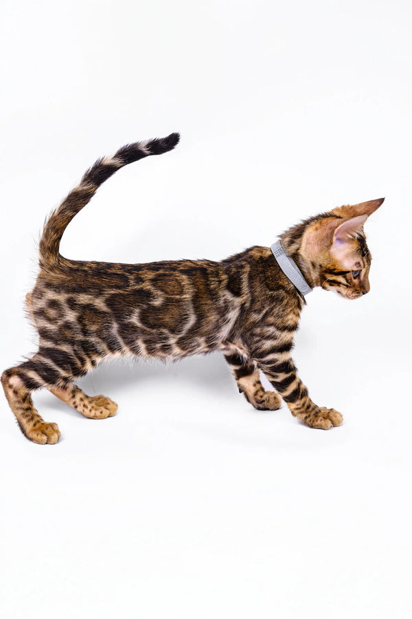 Cute Bengal kitten named Luke with a spotted coat and striped tail