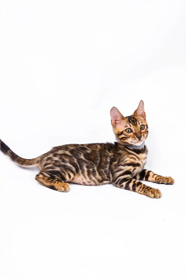 Bengal kitten Luke lying on his side with an alert expression, looking curious