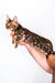 Bengal kitten named Luke being held gently in loving hands