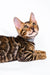 Bengal kitten Luke showcasing his stunning striped coat and alert expression