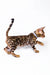 Bengal kitten Luke strutting sideways with his unique spotted coat