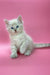 Blue-eyed white kitten from Lukky Siberian Kitten, super cute and fluffy!