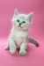 Fluffy white Siberian kitten with blue eyes from Lukky line looking adorable