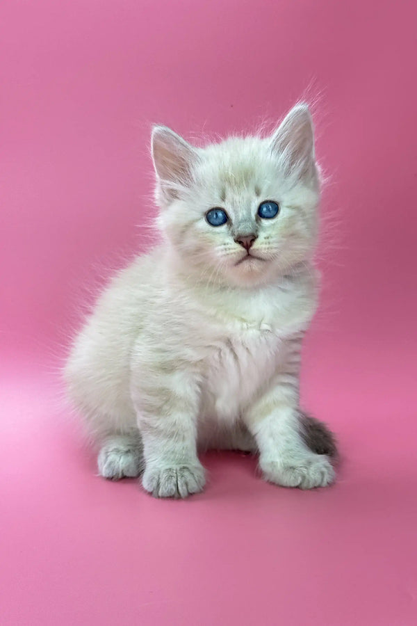 Fluffy white Siberian kitten named Lukky with stunning blue eyes