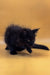 Playful Black Fluffy Maine Coon Kitten with Fur Standing on End