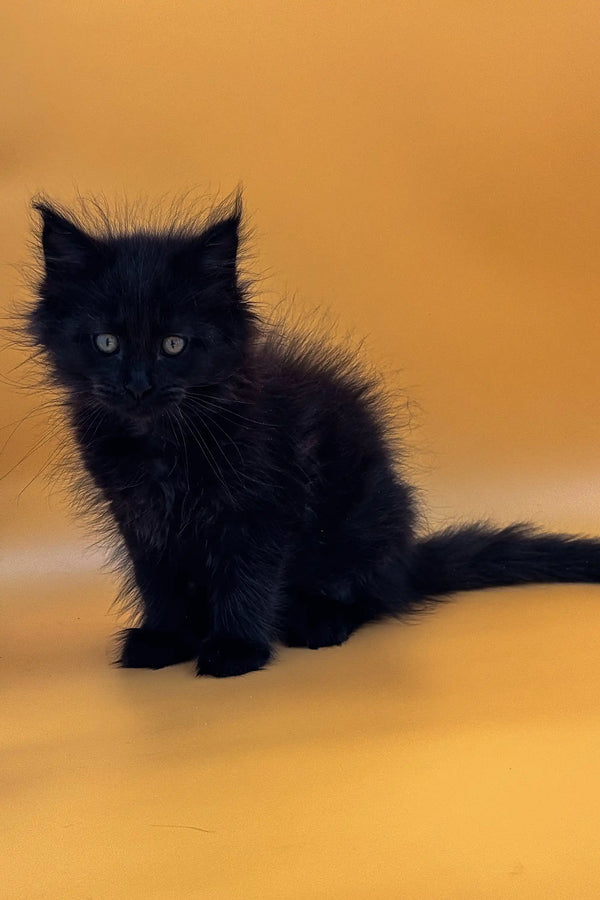 Fluffy black Maine Coon kitten with bright eyes sitting upright, perfect for cuddles