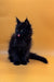 Fluffy black Maine Coon kitten named Luky with tongue out, ready to play