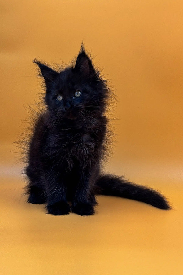 Fluffy black Maine Coon kitten with bright eyes and tufted ears, perfect for cuddles