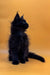 Cute black Maine Coon kitten with fluffy fur sitting upright, ready for adoption