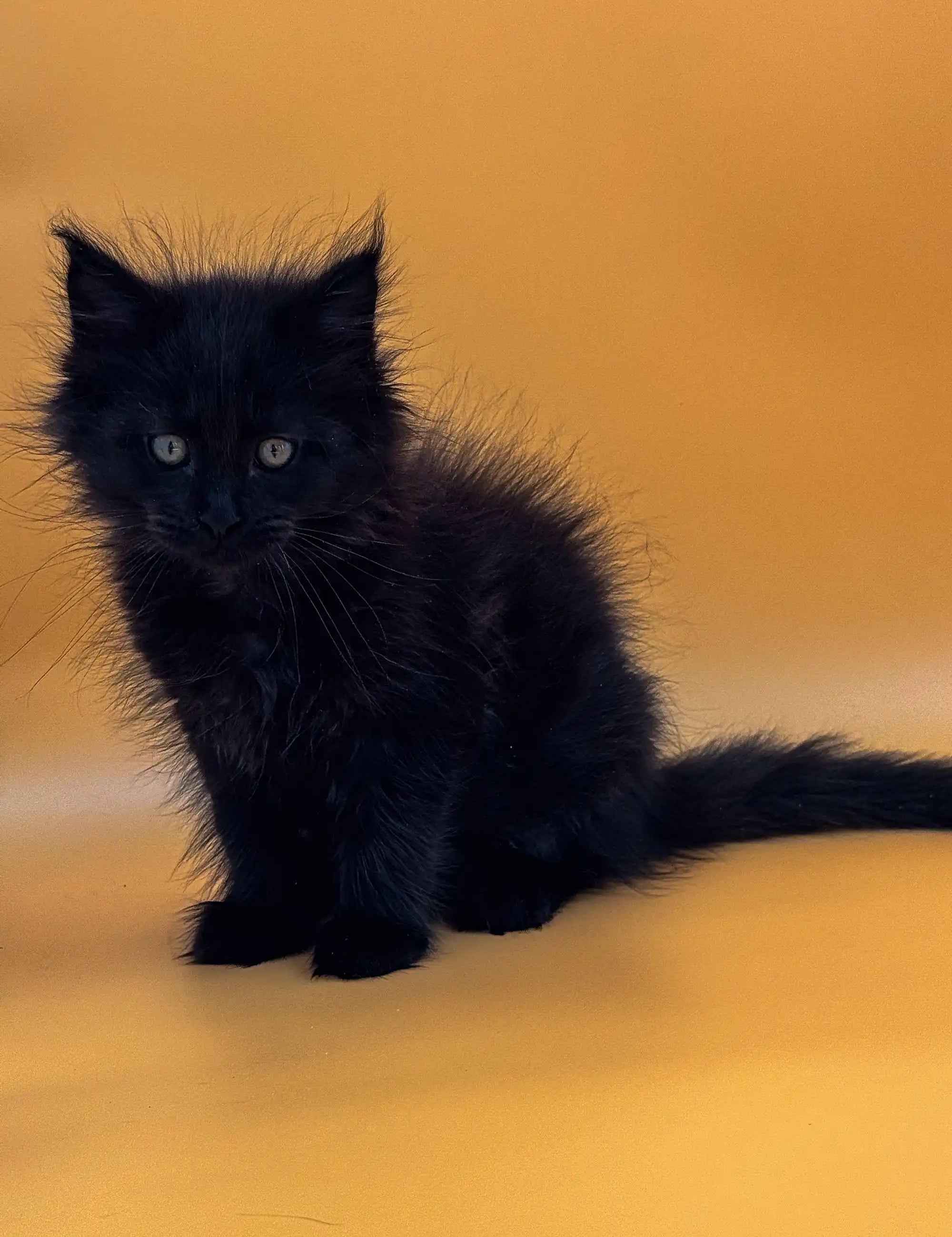 Maine Coon Kittens for Sale Luky | Kitten