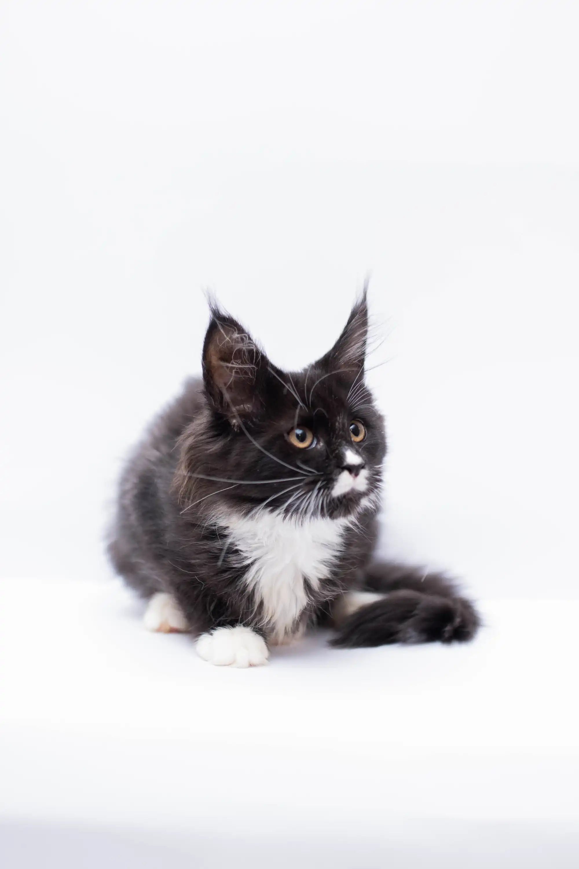 Maine Coon Kittens for Sale | Cats For Lulu | Kitten