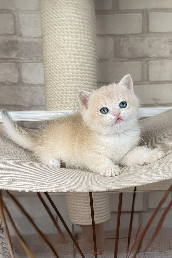 Luna | british shorthair kitten