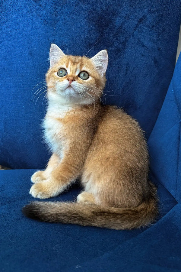 Luna | british shorthair kitten