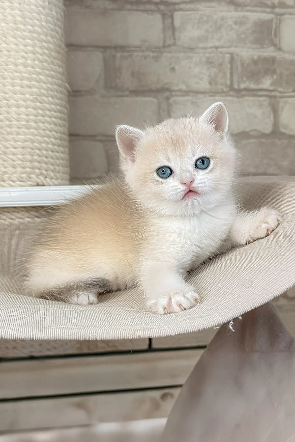 Luna | british shorthair kitten