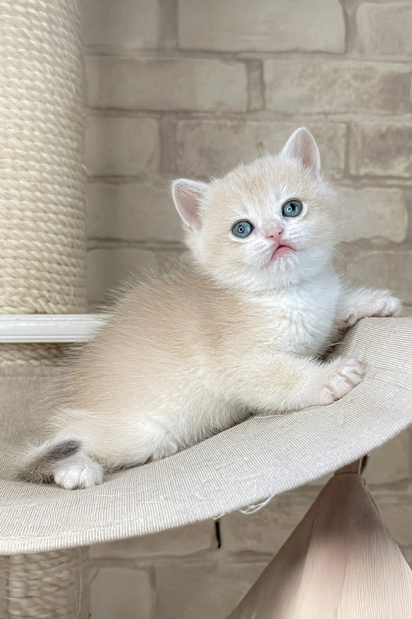 Luna | british shorthair kitten