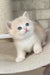 Luna | british shorthair kitten