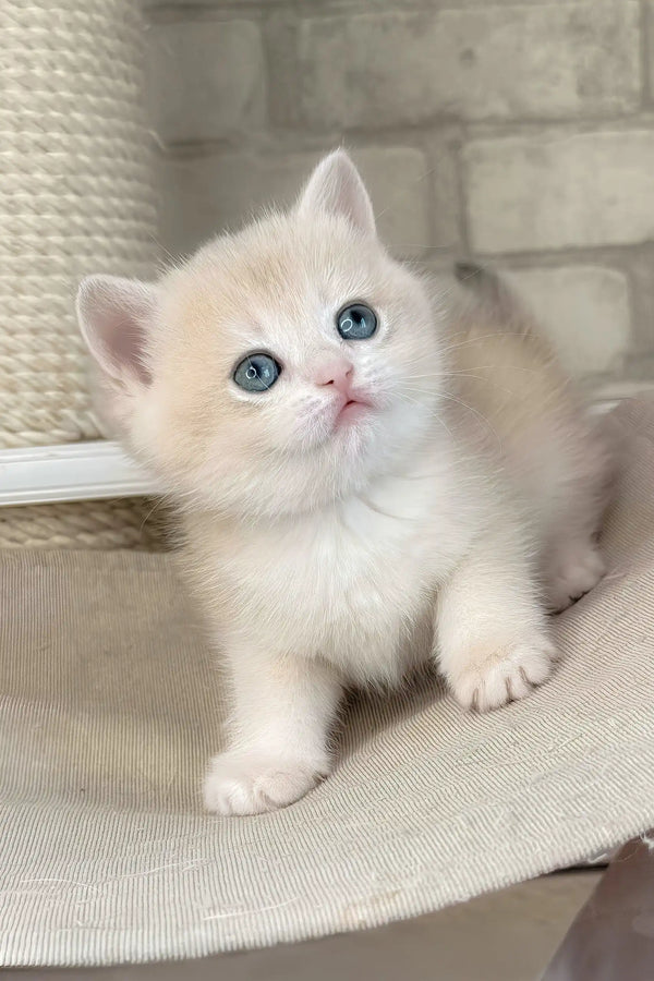 Luna | british shorthair kitten