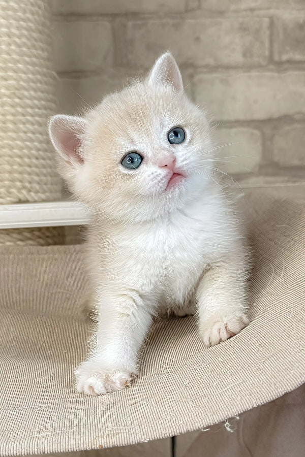 Luna | british shorthair kitten