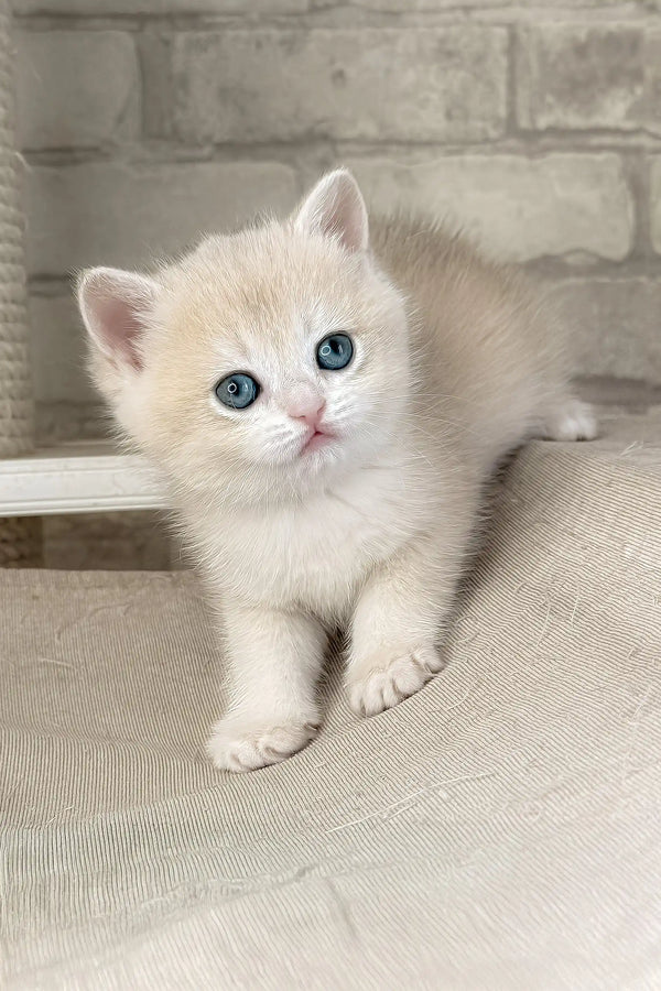 Luna | british shorthair kitten