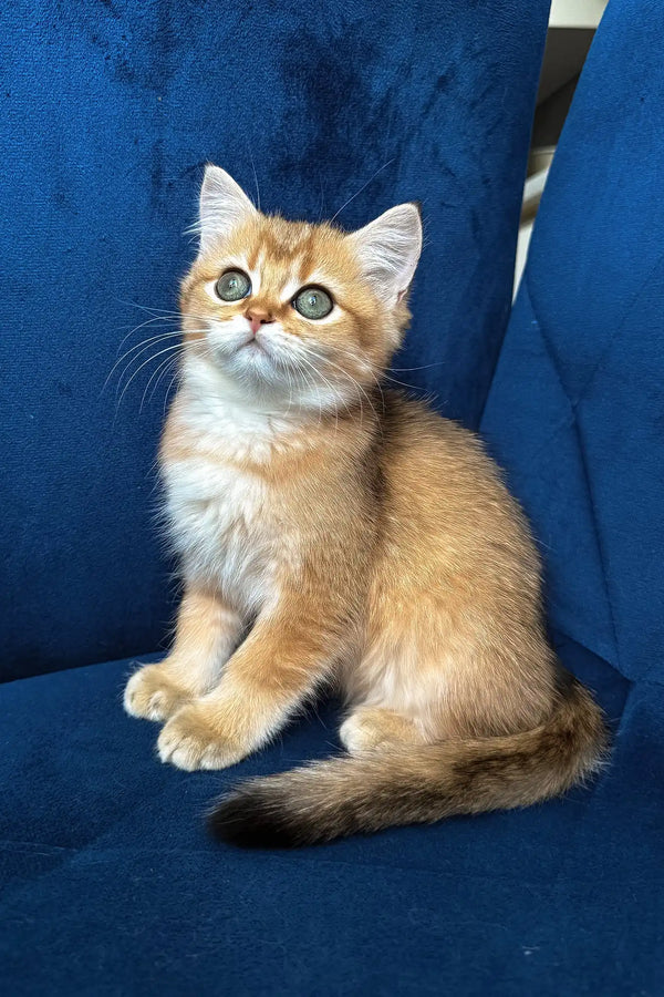 Luna | british shorthair kitten