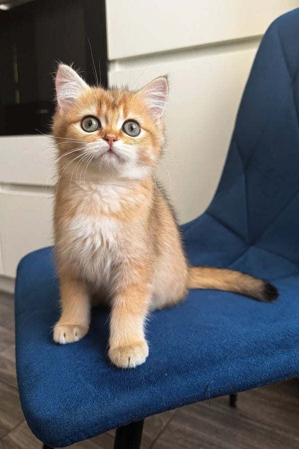 Luna | british shorthair kitten