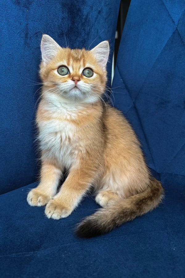 Luna | british shorthair kitten