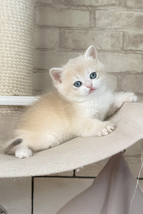 Luna | british shorthair kitten