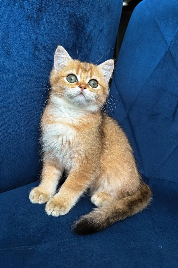 Luna | british shorthair kitten