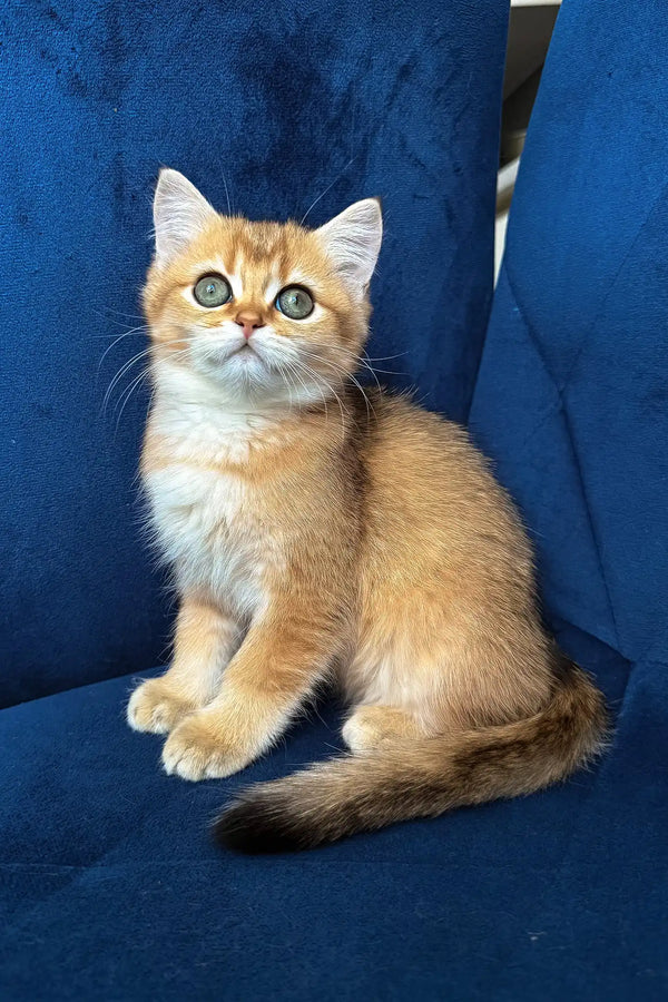 Luna | british shorthair kitten
