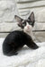 Luna | devon rex kitten