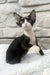 Luna | devon rex kitten