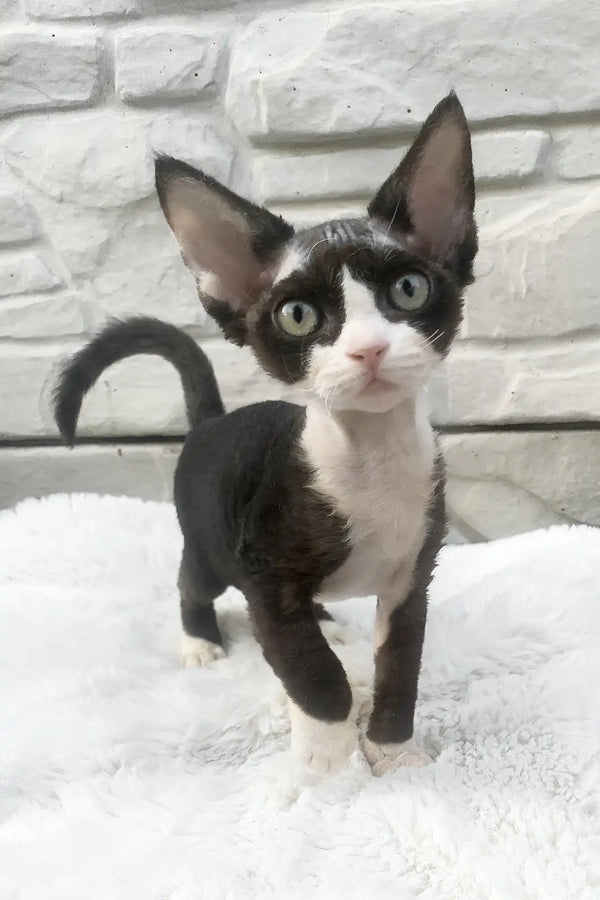 Luna | devon rex kitten