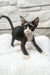 Luna | devon rex kitten