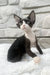 Luna | devon rex kitten