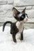 Luna | devon rex kitten