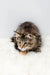 Brown tabby kitten ready to pounce, featured in Luna | Maine Coon Kitten product