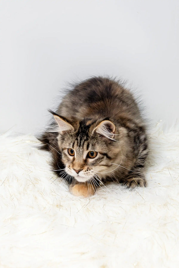 Brown tabby kitten ready to pounce, featured in Luna | Maine Coon Kitten product