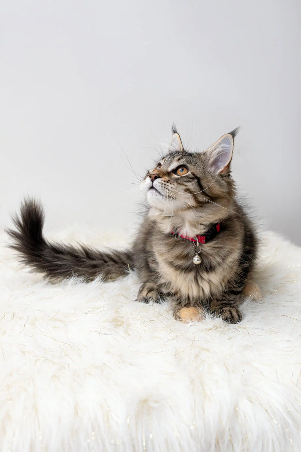 Fluffy tabby kitten with a red collar for the Luna Maine Coon Kitten product