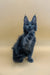 Adorable Gray Maine Coon kitten named Luna ready for cuddles and fun