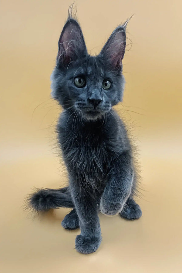 Gray Maine Coon kitten named Luna with fluffy fur and playful personality