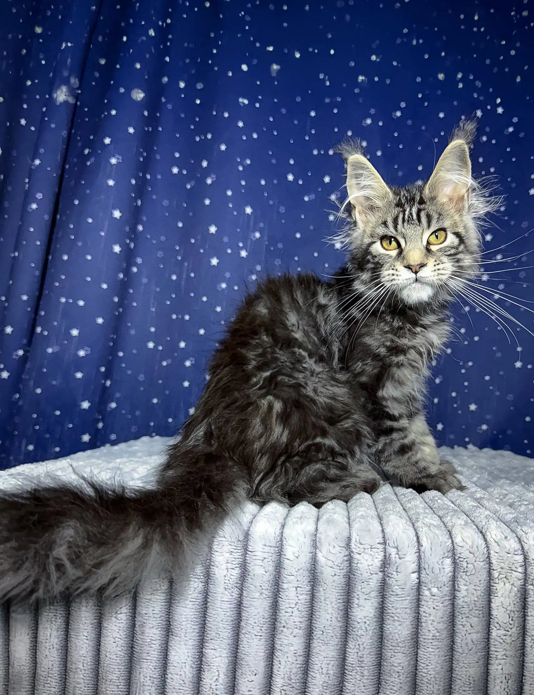 Gray Maine Coon kitten Luna with green eyes and fluffy fur looking adorable